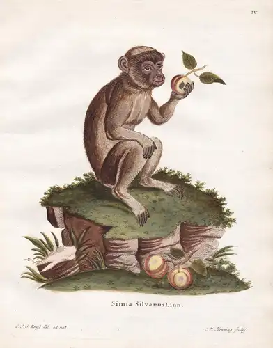 Simia Silvanus Linn - Affe ape monkey Affen monkeys apes singe