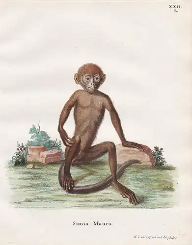Simia Maura - Affe ape monkey Affen monkeys apes singe