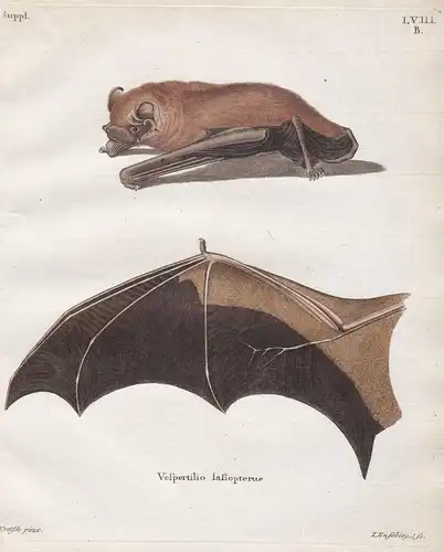 Vespertilio lasiopterus - Riesenabendsegler greater noctule bat Fledermaus Fledermäuse bat bats