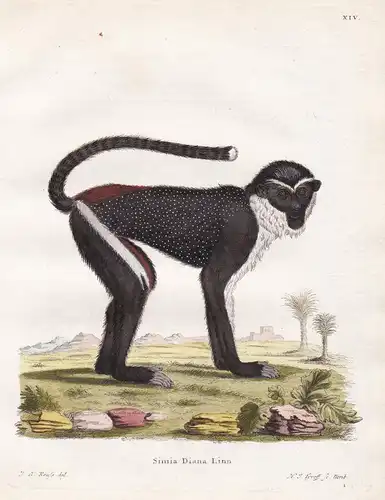 Simia Diana Linn - Dianameerkatze Diana monkey Affe ape monkey Affen monkeys apes singe