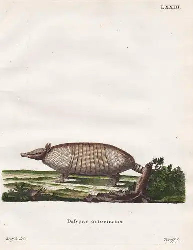Dasypus octocinctus - Pelzgürteltier hairy long-nosed armadillo woolly armadillo