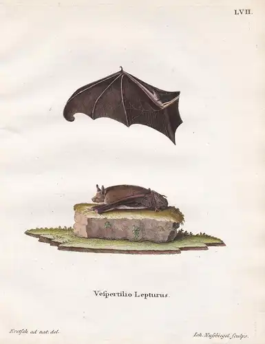 Vespertilio Lepturus - Fledermaus Fledermäuse bat bats