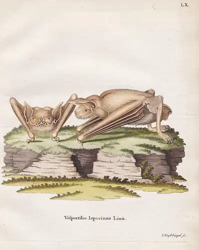 Vespertilio loporinus Linn - Großes Hasenmaul The Greater bulldog bat Fledermaus Fledermäuse bat bats
