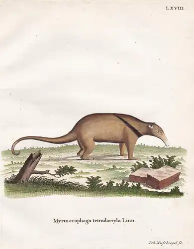 Myrmecophaga tetradactyla Linn - Großer Ameisenbär giant anteater