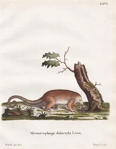 Myrmecophaga didactyla Linn - Zwergameisenbär Anteater
