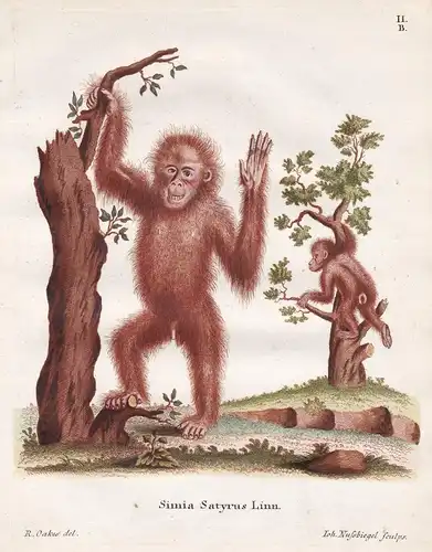 Simia Satyrus Linn - Orang-Utan Orangutan Affe ape monkey Affen monkeys apes singe