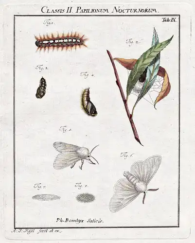 Classis II Papilionum Nocturnorum Tab IX - Nachtfalter Motten Schmetterlinge Raupen night moth Caterpillar but