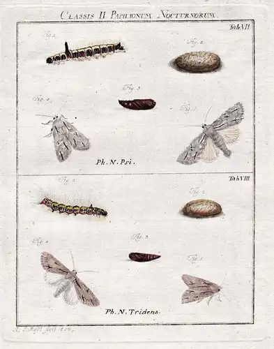 Classis II Papilionum Nocturnorum Tab VII - Nachtfalter Motten Schmetterlinge Raupen night moth Caterpillar bu