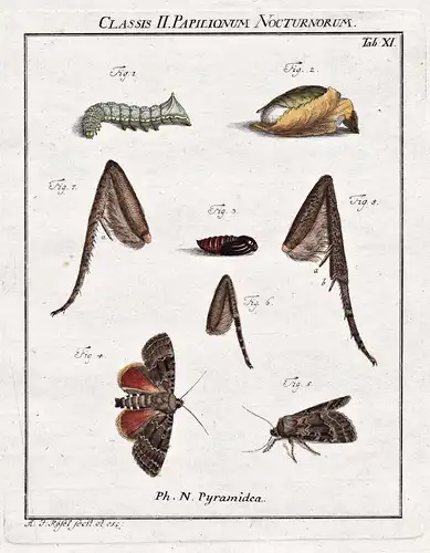 Classis II Papilionum Nocturnorum Tab XI - Nachtfalter Motten Schmetterlinge Raupen night moth Caterpillar but