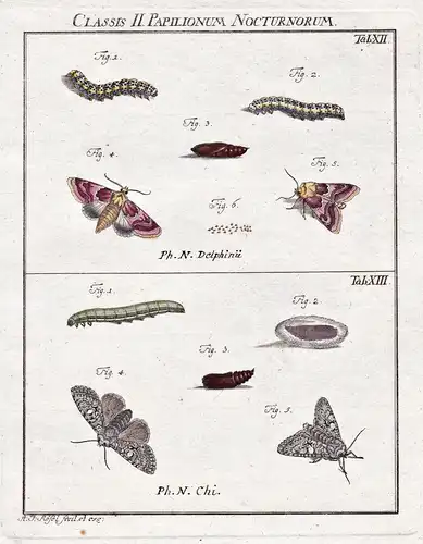 Classis II Papilionum Nocturnorum Tab XII - Nachtfalter Motten Schmetterlinge Raupen night moth Caterpillar bu