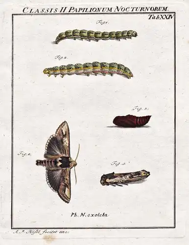 Classis II Papilionum Nocturnorum Tab XXIV - Nachtfalter Motten Schmetterlinge Raupen night moth Caterpillar b