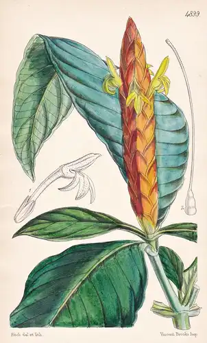 Aphelandra Variegata. Variegated Aphelandra. Tab. 4899 - Brasil Brazil Brasilien / Pflanze Planzen plant plant