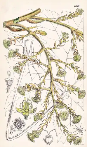 Aralia Papyrifera. Rice-paper Plant. Tab. 4897 - China / Pflanze Planzen plant plants / flower flowers Blume B