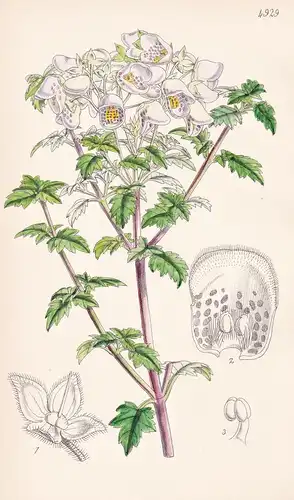 Calceolaria Violacea. Pale-purple Calceolaria. Tab. 4929 - Chile / Pflanze Planzen plant plants / flower flowe