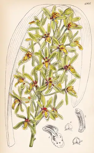 Cymbidium Chloranthum. Yellow-green Cymbidium. Tab. 4907 - Nepal / Pflanze Planzen plant plants / flower flowe