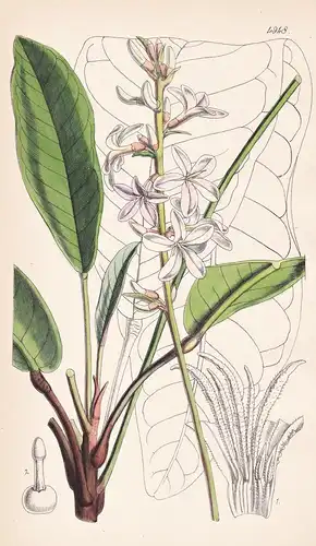 Galipea Macrophylla. Large-leaved Galipea. Tab. 4948 - Brasil Brazil Brasilien / Pflanze Planzen plant plants