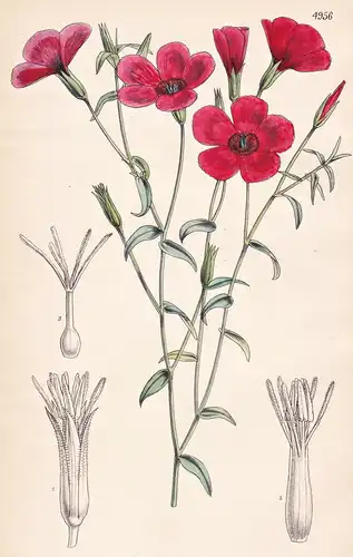 Linum Grandiflorum. Large-flowered Flax. Tab. 4956 - Africa Afrika / Pflanze Planzen plant plants / flower flo