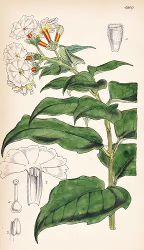 Nyctanthes Arbor-Tristis. Arbor-tristis, or Night Jasmine. Tab. 4900 - India Indien / Pflanze Planzen plant pl