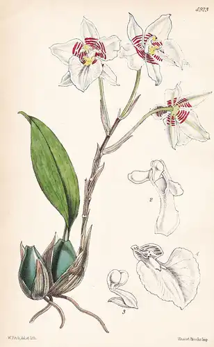 Odontoglossum Membranaceum. Membrane-sheathed Odontoglossum. Tab. 4923 - Mexico Mexiko / Orchidee orchid / Pfl