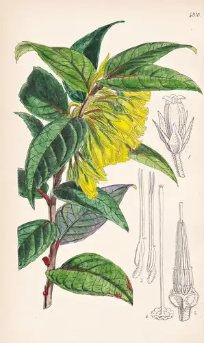 Pentapterygium Flavum. Yellow Pentapterygium. Tab. 4910 - India Indien / Pflanze Planzen plant plants / flower