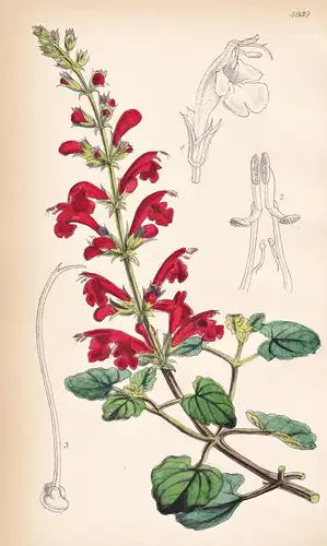 Salvia Porphyrata. Bright red-flowered Sage. Tab. 4939 - Texas / Pflanze Planzen plant plants / flower flowers