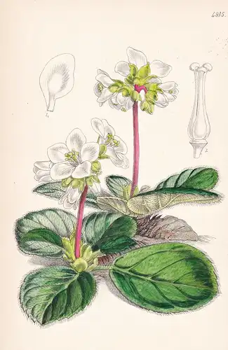 Saxifraga Ciliata. Fringed Saxifrage. Tab. 4915 - India Indien / Pflanze Planzen plant plants / flower flowers