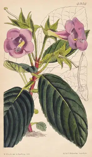Sinningia Youngiana. Dr. Young's Sinningia. Tab. 4954 - Pflanze Planzen plant plants / flower flowers Blume Bl