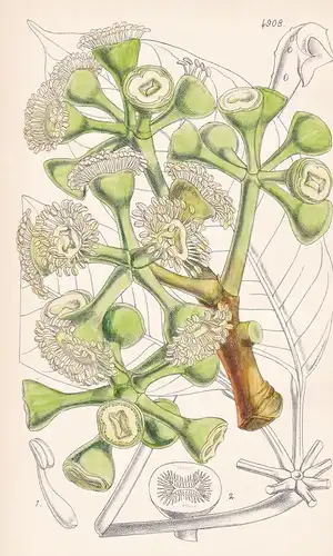 Tupidanthus Calyptratus. Calyptrate Tupidanthus. Tab. 4908 - Bengal / Pflanze Planzen plant plants / flower fl