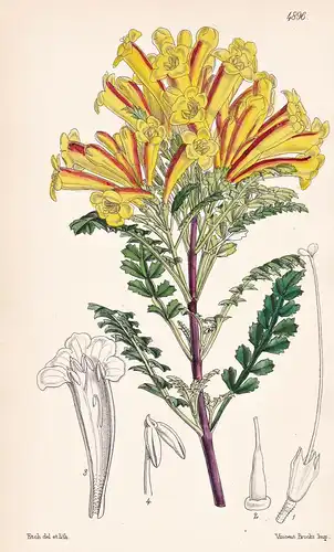Tecoma Fulva. Fulvous-flowered Tecoma. Tab. 4896 - Peru / Pflanze Planzen plant plants / flower flowers Blume
