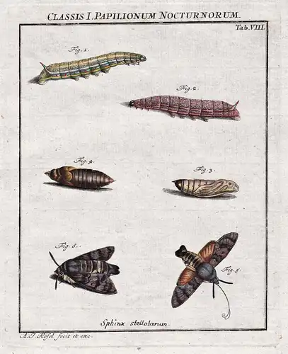 Classis I Papilionum Nocturnorum Tab VIII - Nachtfalter Motten Schmetterlinge Raupen night moth Caterpillar bu