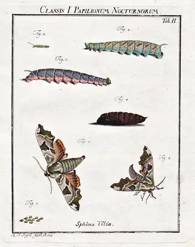 Classis I Papilionum Nocturnorum Tab II - Nachtfalter Motten Schmetterlinge Raupen night moth Caterpillar butt