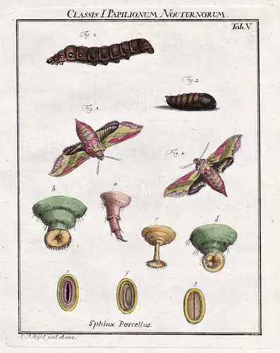 Classis I Papilionum Nocturnorum Tab V - Nachtfalter Motten Schmetterlinge Raupen night moth Caterpillar butte