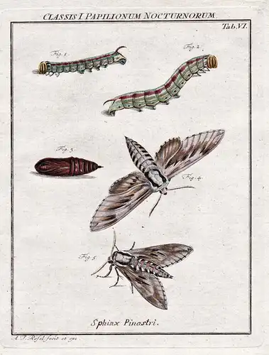 Classis I Papilionum Nocturnorum Tab VI - Nachtfalter Motten Schmetterlinge Raupen night moth Caterpillar butt