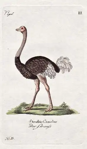 Der Strauss - Strauß ostrich Vogel bird Vögel birds