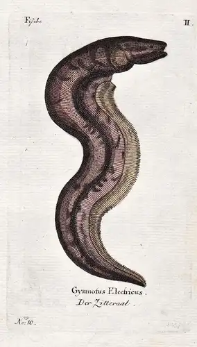 Der Zitteraal - Zitteraal Aal electric eel