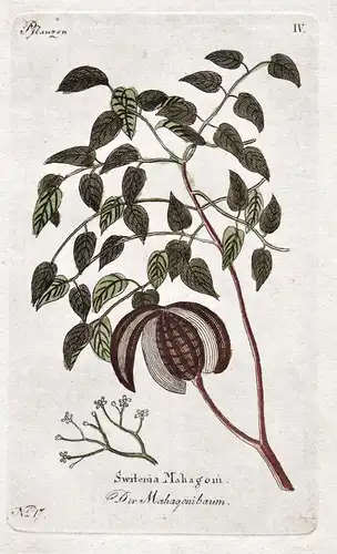 Der Mahagonibaum - Mahagoni mahogany Pflanze plant Botanik botany