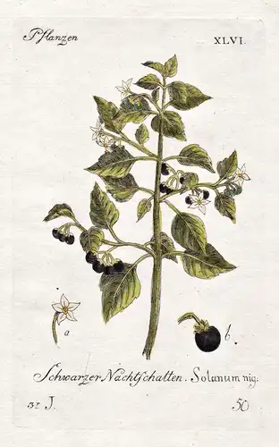 Schwarzer Nachtschatten - Schwarzer Nachtschatten black nightshade Pflanze plant Botanik botany