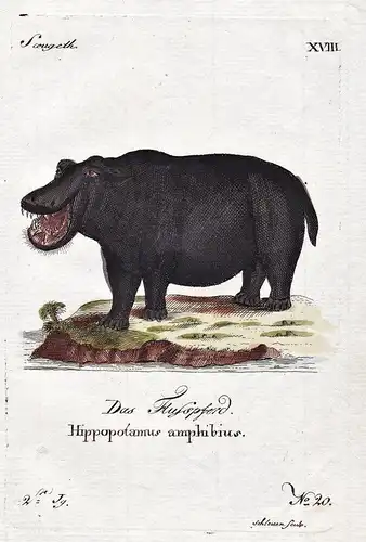 Das Flusspferd - Flusspferd Nilpferd hippo hippopotamus