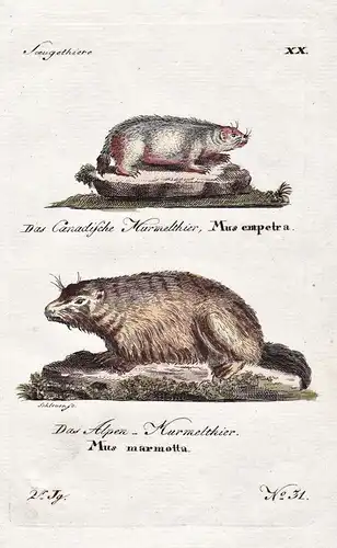 Das Canadische Murmelthier, das Alpen Murmelthier - Murmeltier marmot Tiere animals