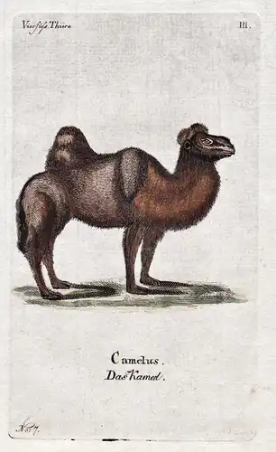 Das Kamel - Kamel camel Tiere animals