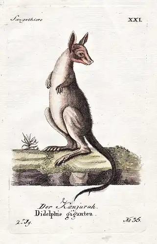 Das Kaenjuruh - Känguru kangaroo Beuteltier marsupial Australia Australien Tiere animals