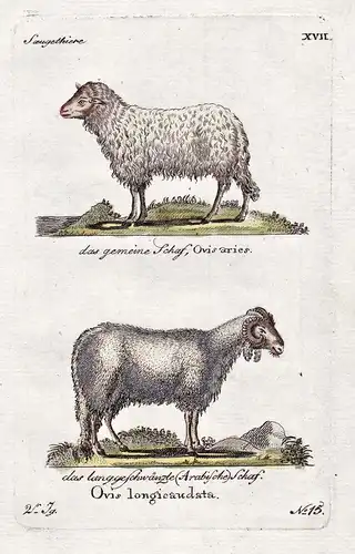 das langgeschwänzte (Arabische) Schaf - Schaf Schafe sheep sheeps