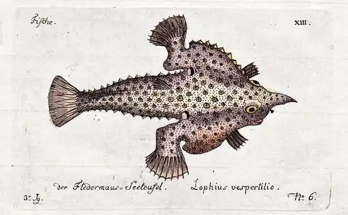 Der Fledermaus = Seeteufel - Seeteufel monkfish fish Fisch Fische