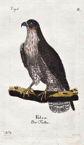 Der Falke - Falke falcon hawk Vogel bird Vögel birds