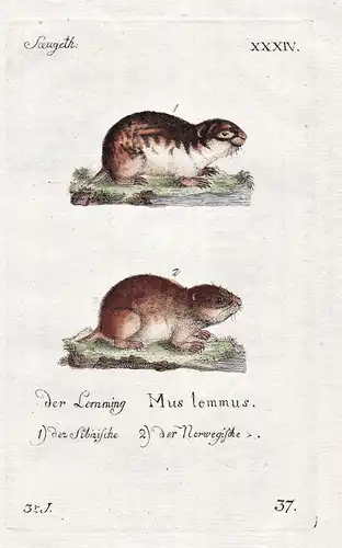 Der Lemming - Lemming lemming Tiere animals
