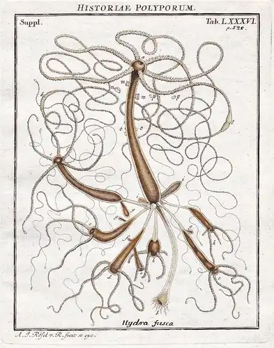 Historiae Polyporum Tab LXXXVI - Nesseltier Polyp Polypen polyps cnidarian aus: Der Monatlich-herausgegebenen