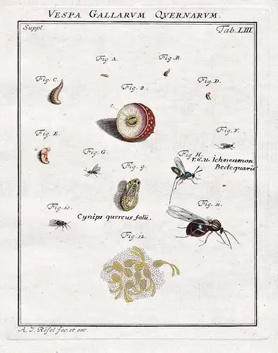 Vespa Gallarum Quernarum Tab LIII - Insekten insects aus: Der Monatlich-herausgegebenen Insecten-Belustigung.