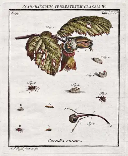 Scarabaeorum Terrestrium Calssis IV Tab LXVII - Käfer beetle aus: Der Monatlich-herausgegebenen Insecten-Belus