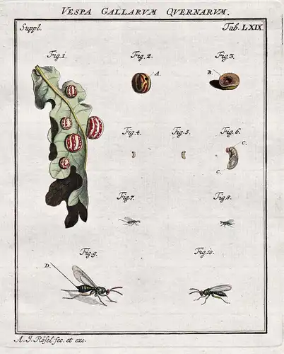 Vespa Gallarum Quernarum Tab LXIX - Insekten insects aus: Der Monatlich-herausgegebenen Insecten-Belustigung.