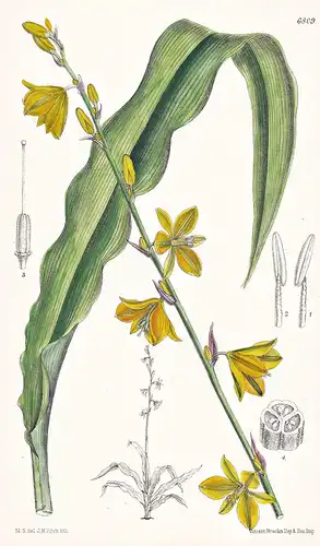 Anthericum Echeandioides. Native probably of Mexico. Tab. 6809 - Mexico Mexiko / Pflanze Planzen plant plants